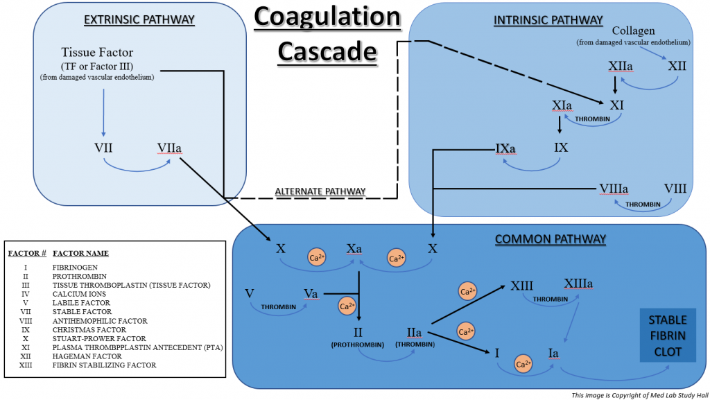 Coagulation Cascade