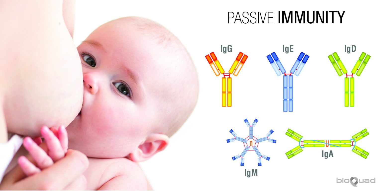 A Brief Introduction to Immunity and Immune Response Med Lab Study Hall